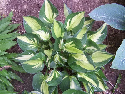 Hosta Varieties: 31 Different Types of Hosta Cultivars