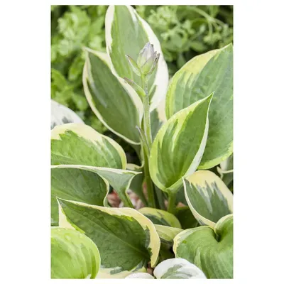 Hosta hybrid Whirlwind / Plantain Lily – Paramount Garden Centre