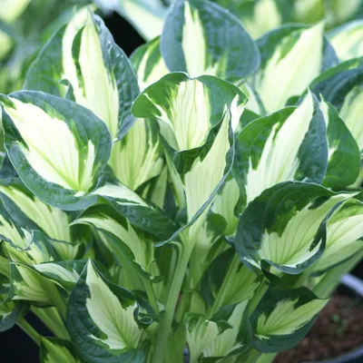 Hosta - Der Emtingshof