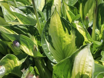 Hosta Whirlwind | J Parker Dutch Bulbs