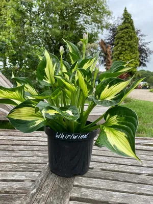 Hosta Whirlwind 1G • Cross Creek Nursery \u0026 Landscaping