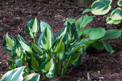 Photo of the entire plant of Hosta 'Whirlwind' posted by ljb5966 -  Garden.org