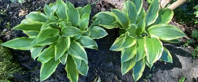 Blomsterfunkia Hosta 'Whirlwind' | Sveriges Trädgårdsmästare