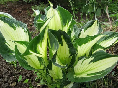 Glamorous Hosta 'Whirlwind' (fortunei), plantain lily 'Whirlwind', natural  plant portrait Stock Photo - Alamy