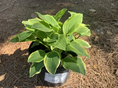 Hosta 'Whirlwind', Plantain Lily 'Whirlwind' in GardenTags plant  encyclopedia