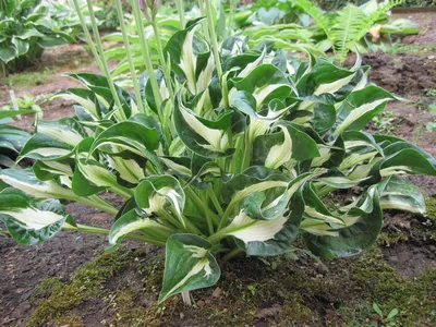 HOSTA HYBRIDA 'WHIRLWIND' I (25 P.BAG) | Rotex Flowerbulbs BV