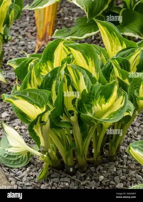 HOSTA fortunei 'Whirlwind' - pépinières Lepage Bretagne Bord de mer