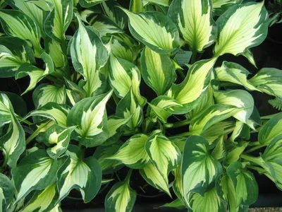 Hosta - Whirlwind — Country Gardens