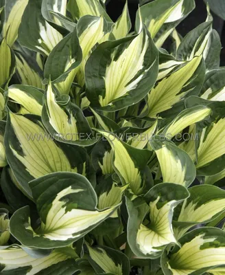 Van Zyverden Hosta Whirlwind Set of 3 Roots - QVC.com