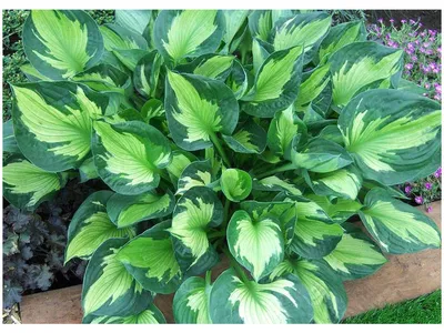 Hosta