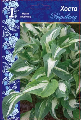 Hosta fortunei 'Whirlwind' - hosta | PERENNIALS | Catalog | Trajnice Strgar