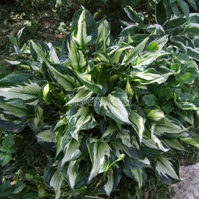 Hosta Whirlwind | Hostas, Plants, Garden compost