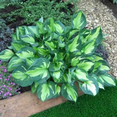 Hosta Whirlwind. Available... - Vermont Flower Farm \u0026 Gardens | Facebook