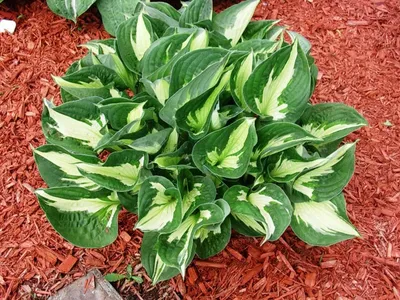 Hosta - Whirlwind – Plantcetera