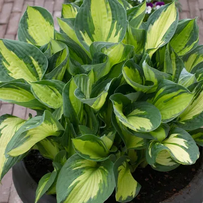 Hosta 'Whirlwind' - Staudengärtnerei Kirschenlohr | Onlineshop für Stauden