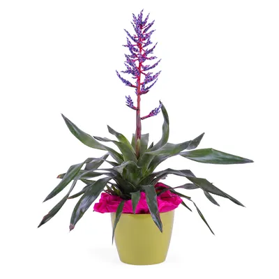 Bromelia Plant | Португалия | Interflora Литва. Отправка цветов