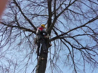 Кронирование деревьев в Москве и области по доступной цене