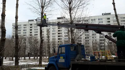 Кронирование деревьев в Москве и области, цены на обрезку деревьев