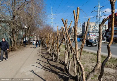 Деревья-обрубки на улицах Томска - vtomske.ru