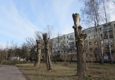 К чему привела «бездумная» стрижка деревьев в Витебске? | Витебский Курьер
