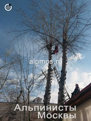 Высотная обрезка деревьев | Альпинисты Москвы