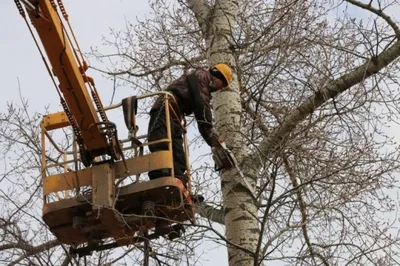 В Новомосковске проводят кронирование деревьев | ОБЩЕСТВО | АиФ Тула