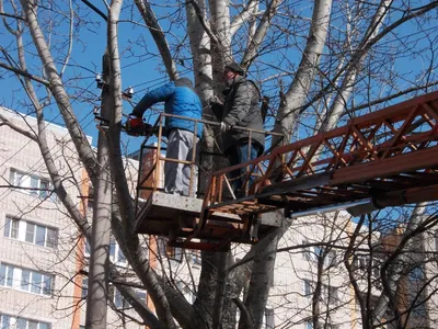 Обрезка деревьев в Санкт-Петербурге кронирование деревьев