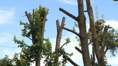 Обрезка и кронирование, вырубка и спил деревьев в Новосибирске —  СПЕЦТЕХНИКА-ИНФО