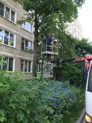 Кронирование деревьев по адресу ул. Димитрова д. 4 к. 1 - Жилкомсервис №1  Фрунзенского района