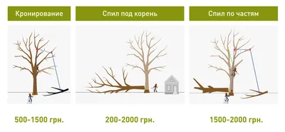 Стоимость спила деревьев в Харькове | Цена удаления дерева