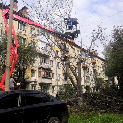Кронирование деревьев по адресу ул. Чайковского 6 | Жилкомплекс