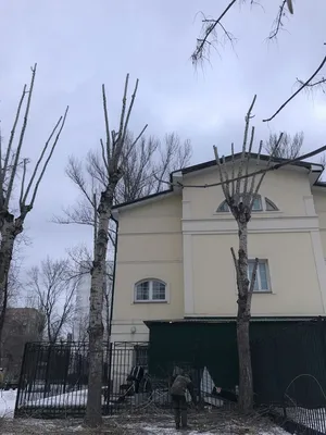 Кронирование деревьев в Москве и Подмосковье- Цена профессиональной обрезки  деревьев