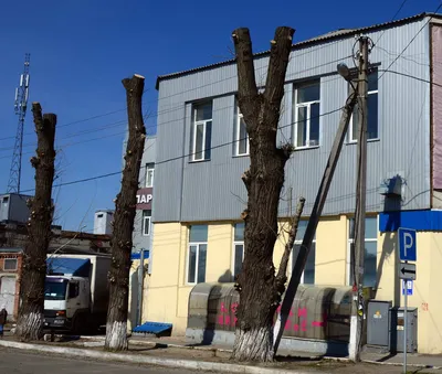 В Харькове экологи придумали, как бороться с вырубкой деревьев (видео) -  Харьков Vgorode.ua