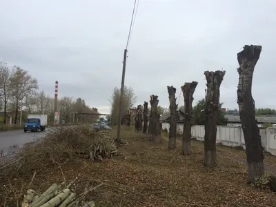 Кронирование деревьев около территории ликеро-водочного завода ООО «ОША» -  ПРОМАРТ - высотные работы в Омске