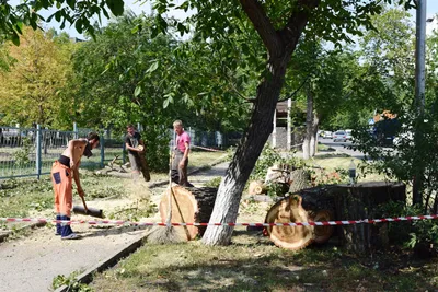 Спил и кронирование деревьев с автовышки в Пятигорске | Горзеленстрой  Пятигорск