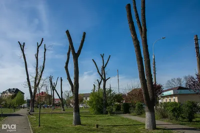 Формовочная или санитарная? Как происходит обрезка деревьев в Краснодаре |  Юга.ру