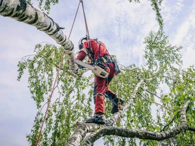 Кронирование и обрезка деревьев в Киеве и Киевской области