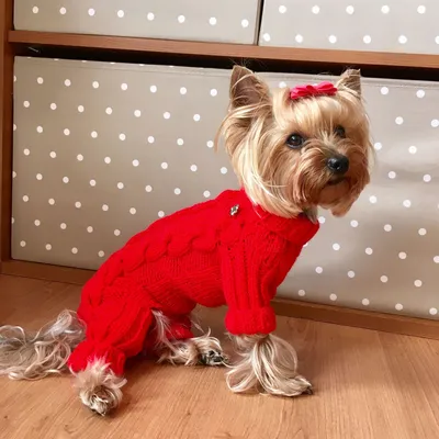 Вязаный комбинезон для собаки – заказать на Ярмарке Мастеров – IPPU5BY |  Одежда для питомцев, Новочеркасск
