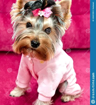 Красивый йоркширский терьер щенка в одежде с смычком Стоковое Изображение -  изображение насчитывающей пинк, щенок: 125431555