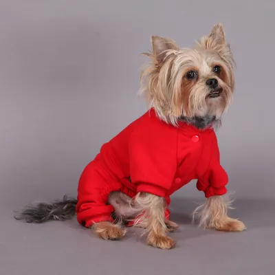 Спортивный костюм для собак, для девочки и мальчика, одежда для животных,  комбинезон для собаки РАЗМЕР 40М — купить в интернет-магазине OZON с  быстрой доставкой