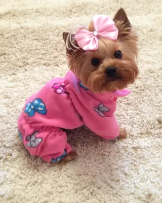 815 Likes, 40 Comments - Одежда для собак на заказ (@dolkadog) on  Instagram: “Пижамка для Аси☺️ тёп… | Yorkshire terrier puppies, Yorkie  dogs, Yorkshire terrier dog
