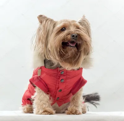 Толстовка для собаки Pet Fashion BE DIFFERENT одежда для животных