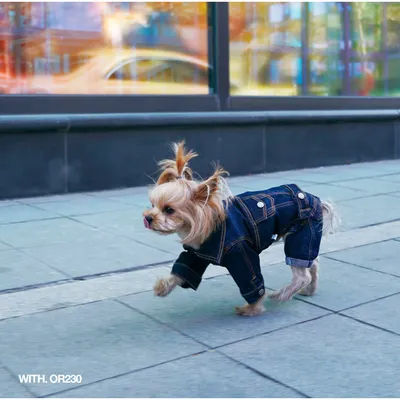 Одежда для собак: 3 основных повода покупки и правила выбора | Заметки  зооработника | Пульс Mail.ru