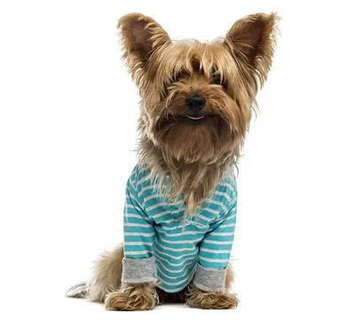 Картинка Животные Одежда Собаки Йоркширский терьер униформе