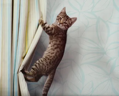 Кот висит на шторах - картинки и фото koshka.top