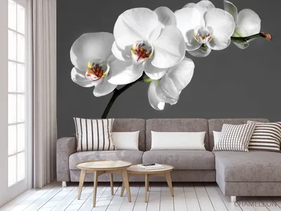 Фотообои орхидеи фото