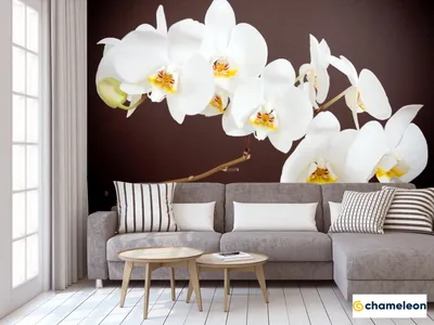 Фотообои орхидеи фото