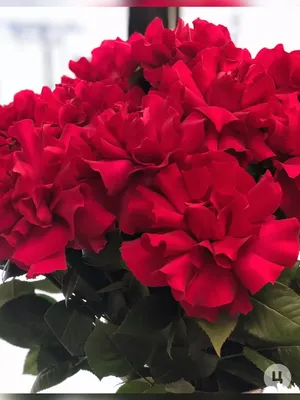 Японская Роза c розой эквадор - купить в Екатеринбурге за 3020 руб.