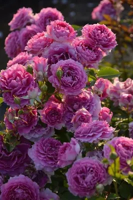 Розы японской селекции - 58 фото
