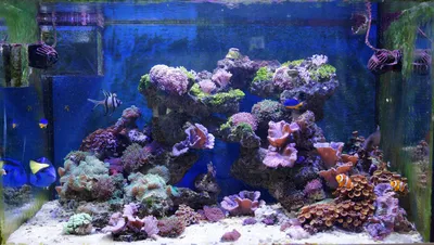 риф 200 - Мой морской аквариум - Морской аквариум. Форумы ReefCentral.ru